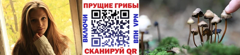 Купить закладки  Гусев  Галлюциногенные грибы Cubensis 